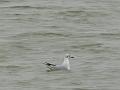 2008_12_Camargue_04 Les Saintes Maries_09